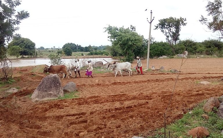 The authors of the commentary highlight Andhra Pradesh’s Zero Budget Natural Farming (ZBNF) programme as an example of how other schemes were strategically used to support ZBNF goals. Image by Ravi Kumar J via Wikimedia Commons (CC-BY-SA-4.0)