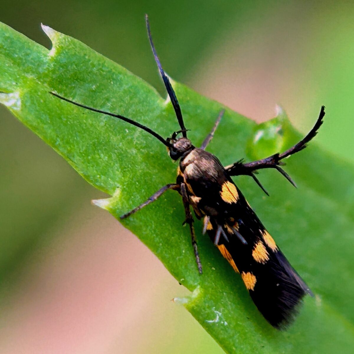 Eretmocera impactella. Image by Santosh Roy.