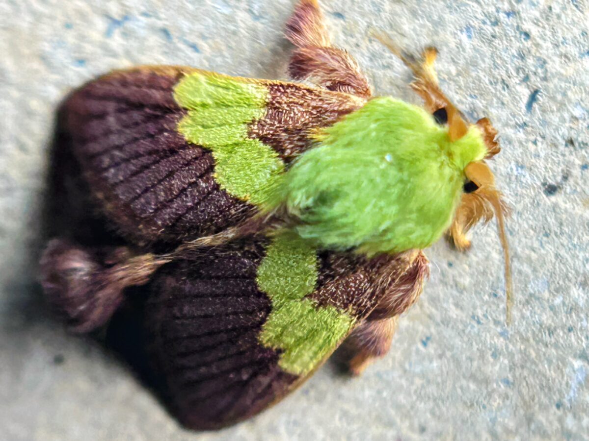 A slug-caterpillar moth. Image by Santosh Roy.