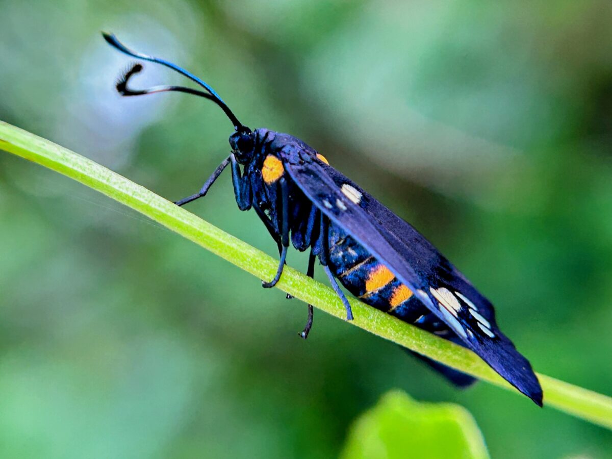 Trypanophora sp. Image by Santosh Roy.