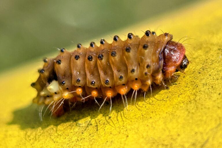 Trypanophora sp. caterpillar. Image by Santosh Roy.