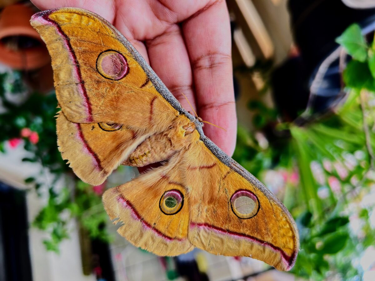 Antheraea paphia. Image by Santosh Roy.