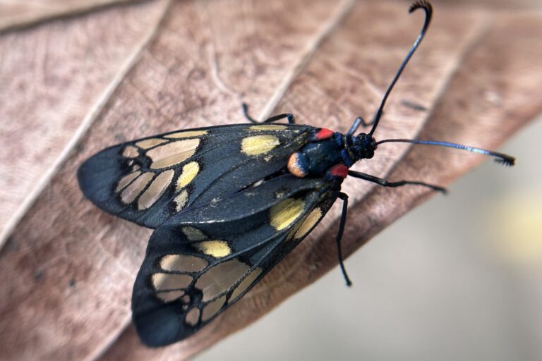 A Trypanophora sp. moth seen near Kolkata. Representative image by Santosh Roy.