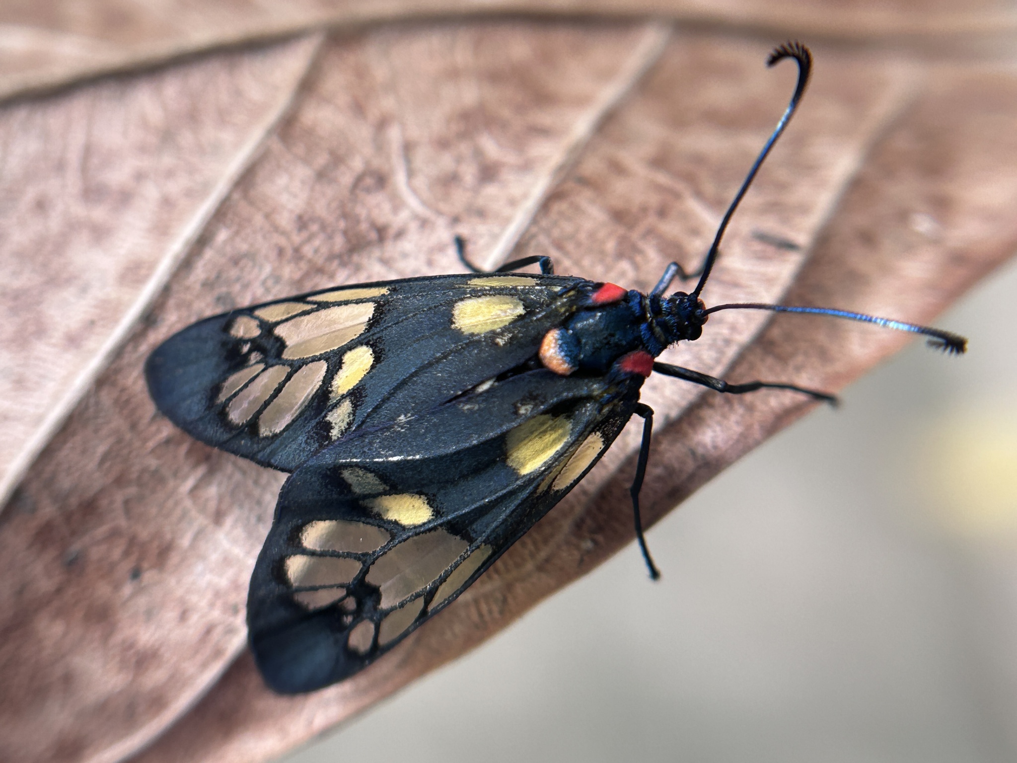 A Trypanophora sp. moth seen near Kolkata. Representative image by Santosh Roy.