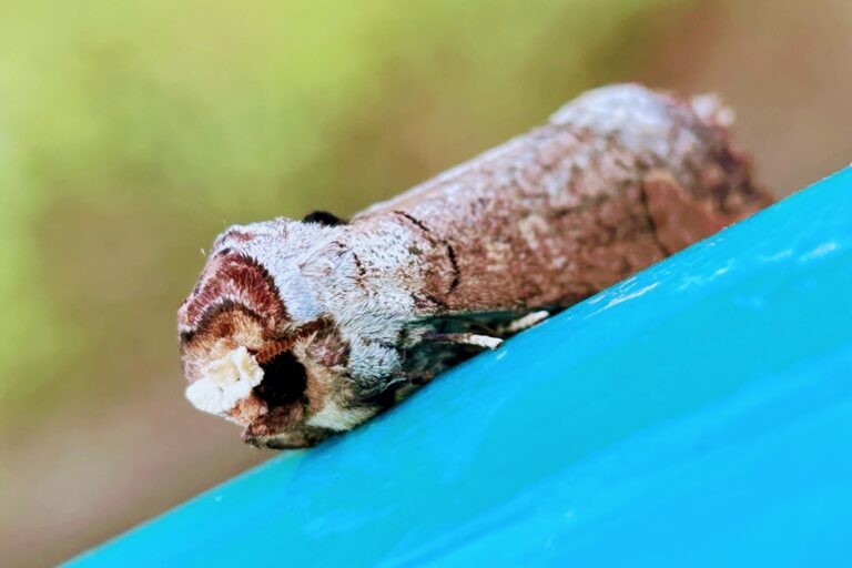Phalera grotei. Image by Santosh Roy.
