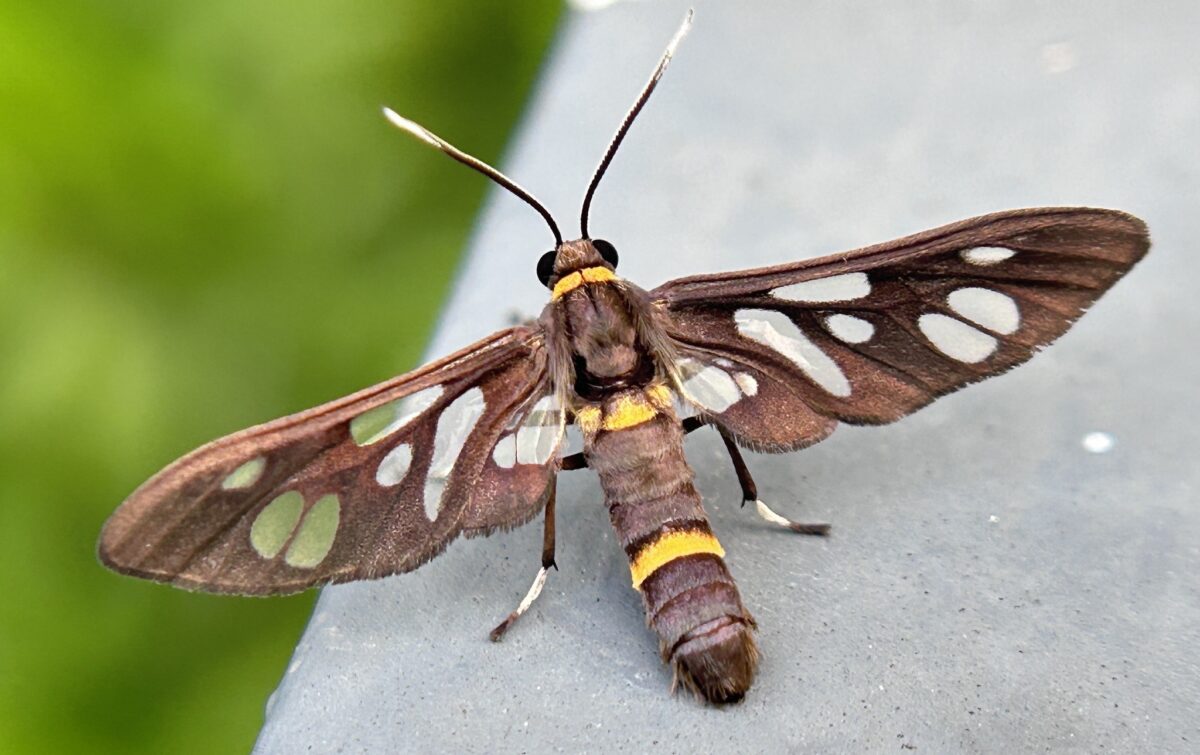 Syntomoides imaon. Image by Santosh Roy.