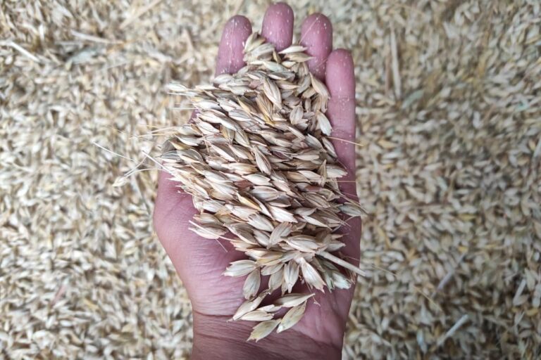 Despite its rising demand and health appeal, Khapli wheat is yet to be adopted widely as it requires labour-intensive threshing. Unlike common wheat, whose outer layers separate easily, Khapli’s spikelets remain intact. Image by special arrangement.