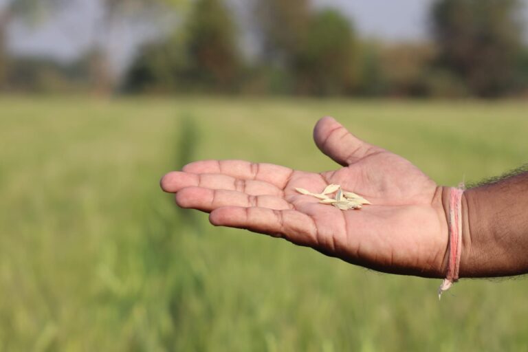 A farmer shows a sample of his Khapli harvest. Image by special arrangement.