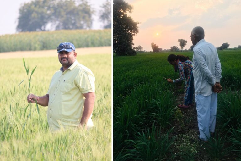 Milind Shah shows the khapli crops grown by him, while Vaishali Patil inspects her field. Images by special arrangement.