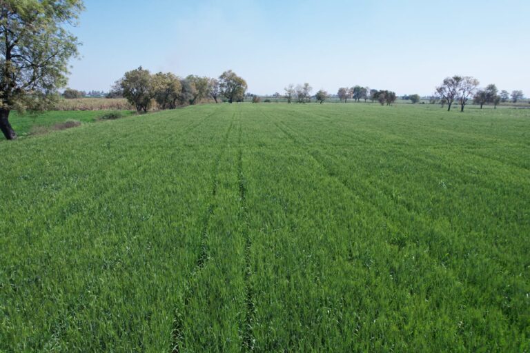 Fields of khapli in Raver, Jalgaon district. The grain possesses high fibre, antioxidant compounds, easily digestible protein, resistant starch, and slow-digesting carbohydrates. Image by special arrangement.