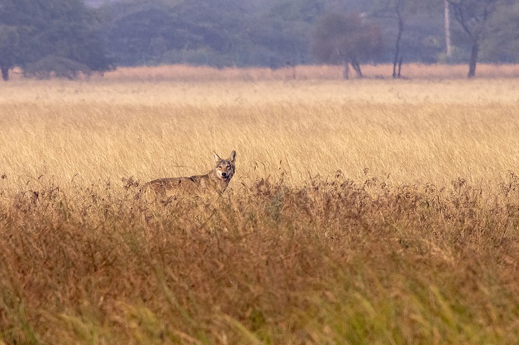 An Indian grey wolf photographed in a grassland area in Maharashtra. This species, along with striped hyena, and chinkara are specially adapted to such open habitats. However, they are rarely included in mainstream monitoring. Image by Paulmathi Vinod via iNaturalist (CC BY 4.0).