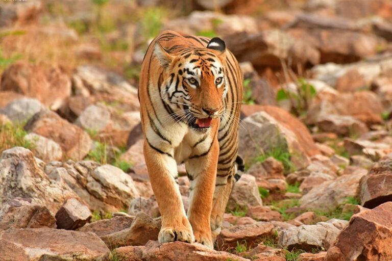 Brahmagiri serves as a crucial corridor for elephants and tigers, raising concerns about human-wildlife conflict that could intensify if the tribal colony is established.  The proposed land witnesses high wildlife activity and cattle lifting by tigers is frequently reported from nearby villages. Image by Bose Madappa.