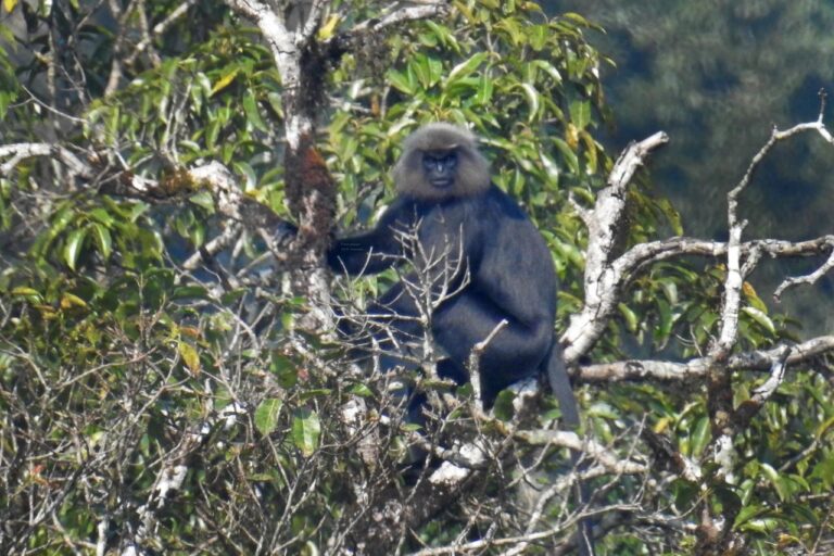 A Nilgiri langur in Brahmagiri. The protected area covers 181.29 sq km in southern Kodagu district in the core of the Western Ghats. It harbours rich biodiversity with a high rate of endemism and critically endangered specis. Image by Bose Madappa.