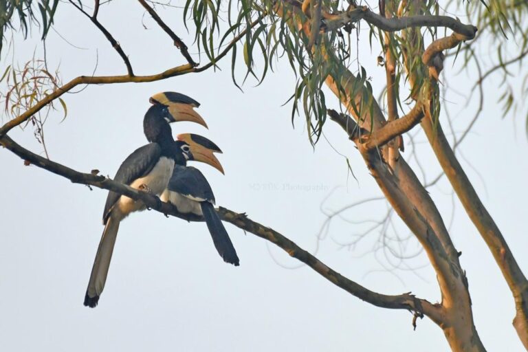 Hornbills in Brahmagiri. As the origin source of Barapole river, the Brahmagiri Hills are ecologically fragile — construction, sewage, and litter here could jeopardise water quality and affect downstream habitats. Image by Bose Madappa.