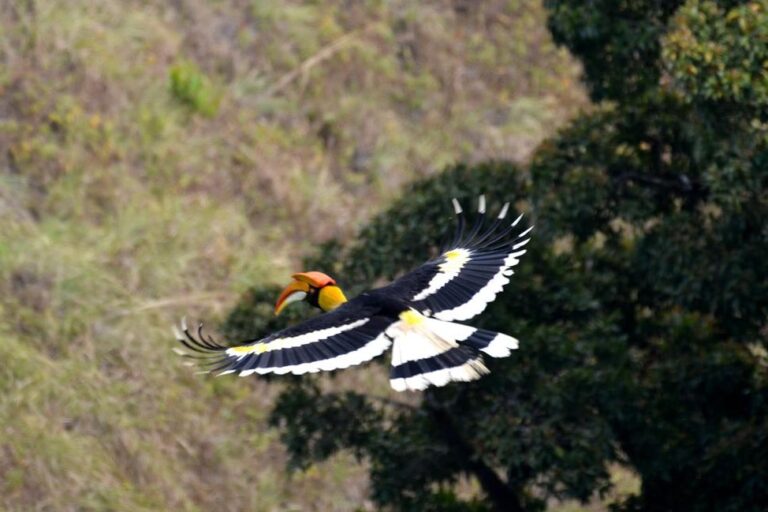 Hornbills in Brahmagiri. As the origin source of Barapole river, the Brahmagiri Hills are ecologically fragile. Construction, sewage, and litter here could jeopardise water quality and affect downstream habitats. Image by Bose Madappa.