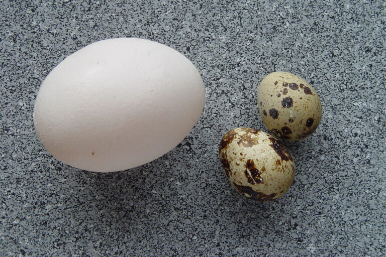 The eggs of a quail next to a chicken egg. In India, when someone orders quail meat or eggs, it’s assumed to be from the Japanese quail that is bred for poultry farming and widely sold across the country. But roadside stalls, highway dhabas, and small-town markets sometimes stock wild-caught common quails. Image by Mnolf via Wikimedia Commons (CC BY-SA 3.0).