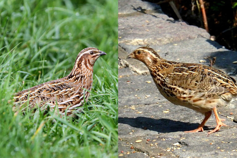 A common quail (left) and a Japanese quail (reight). It's often difficult to visually distinguish between the wild common quails and their look-alike counterpart Japenese quail that are legally farmed in India. Images by Christoph Moning (CC BY 4.0) and 孫鋒 林 (CC BY-SA 2.0) via Wikimedia Commons.