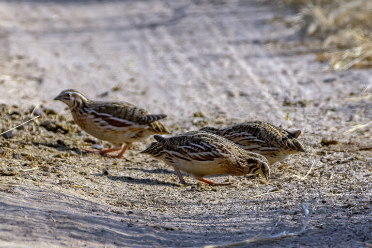 Common quails are small, round, ground-dwelling birds of open farmlands and grasslands. They are the most widespread quail species in the world, legally protected in India. Image by orijit via iNaturalist (CC BY-NC 4.0).