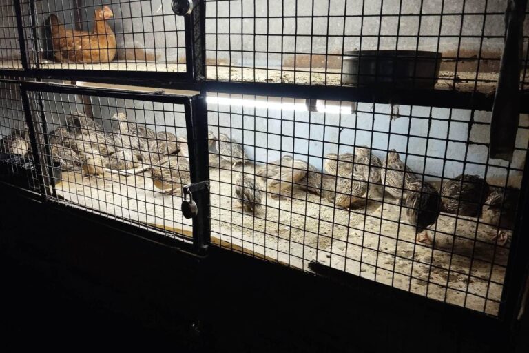 Japanese quails at a poultry in Mumbai. While domesticated variety of the species was introduced in India in 1974, some parts of the northeast also host wild Japanese quails that are protected under Schedule II of the Wild Life (Protection) Act. Image by Raju Kasambe via iNaturalist.
