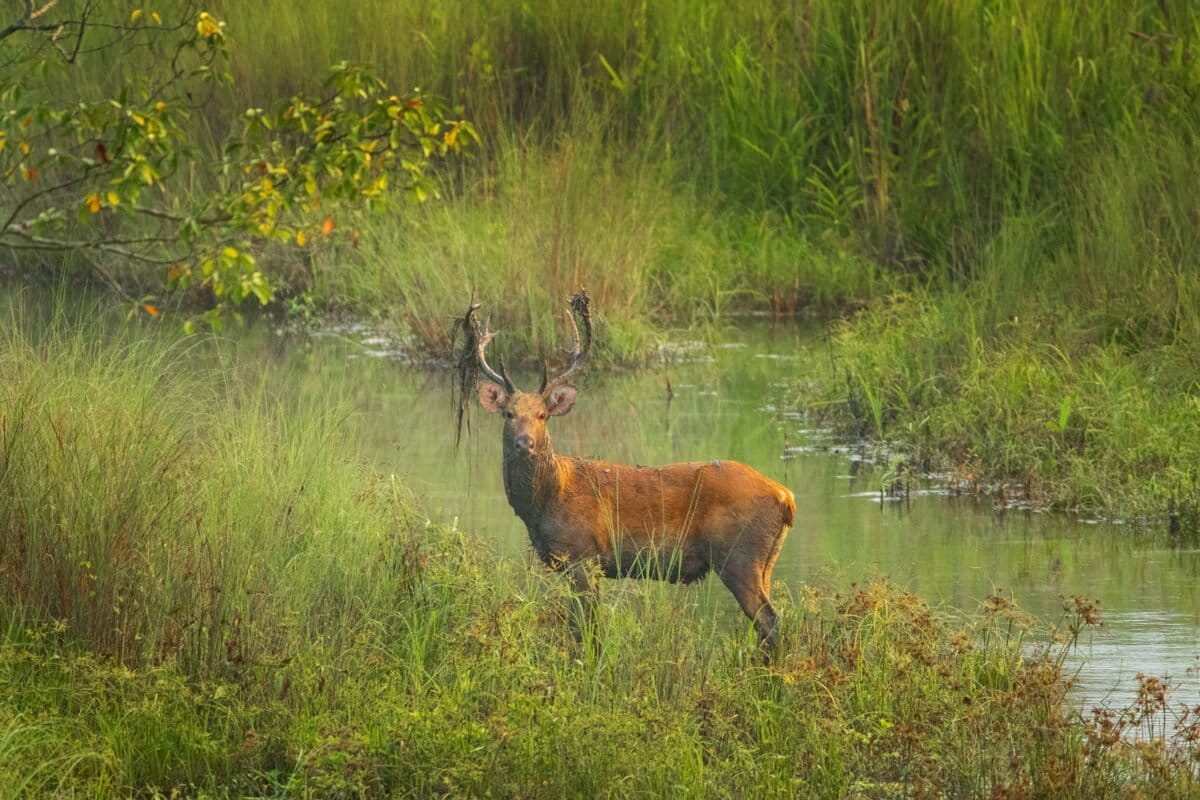 A swamp deer in Kuribeel, Manas National Park. Image courtesy of the Office of the Field Director, Manas Tiger Reserve.
