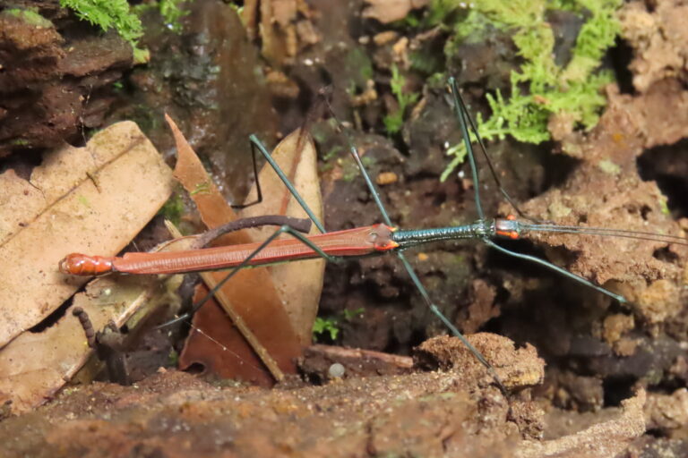 A stick insect. Image by Milton Marak and Phida Jyrwa.