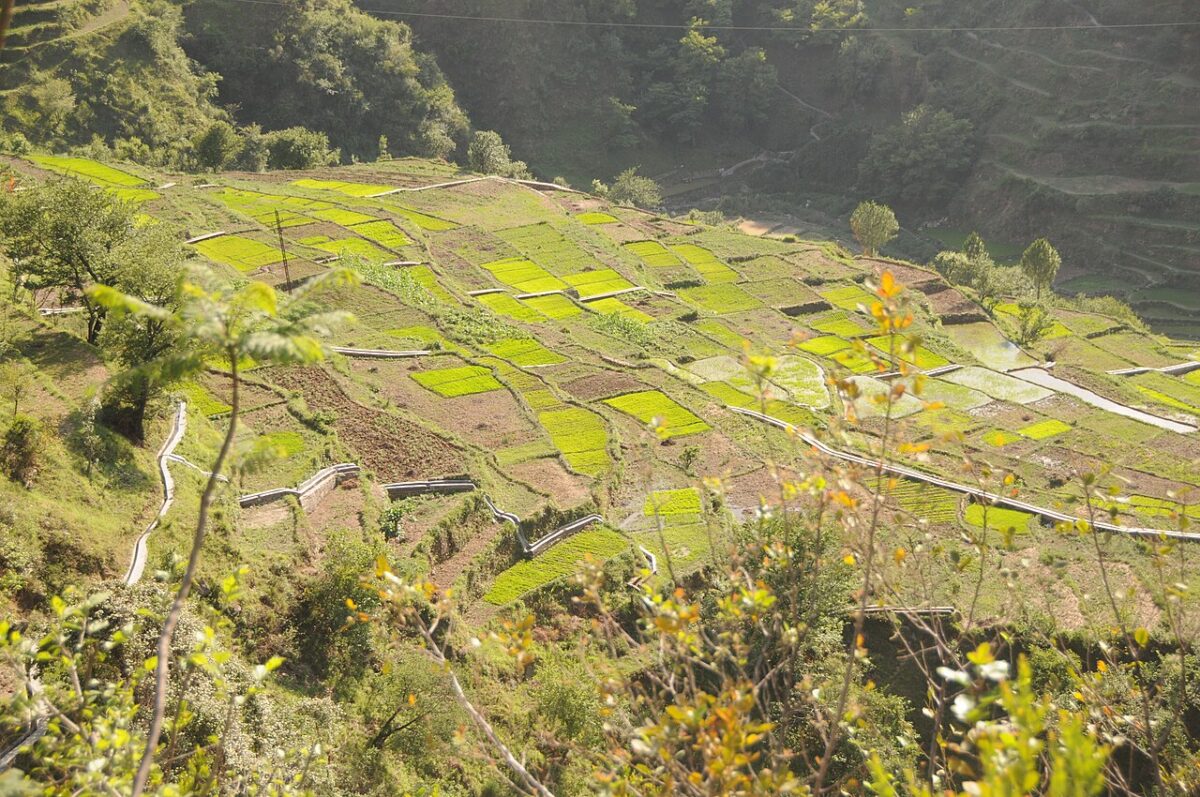 Terrace farming in Uttarakhand. Glacial runoff in the Himalayas contributes to flows in the Indus, Ganga and Brahmaputra rivers, and feeding downstream irrigation networks. A sustained loss of glacial ice alters this delicate seasonal balance. Representative image by Sharada Prasad CS via Wikimedia Commons (CC BY 2.0).