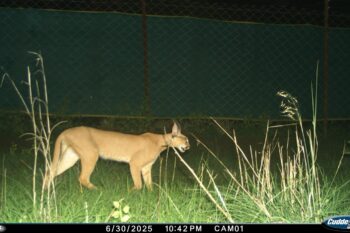 A caracal was captured on a trap camera in July at Gandhi Sagar Wildlife Sanctuary, Madhya Pradesh. Image courtesy: MP Forest Department.