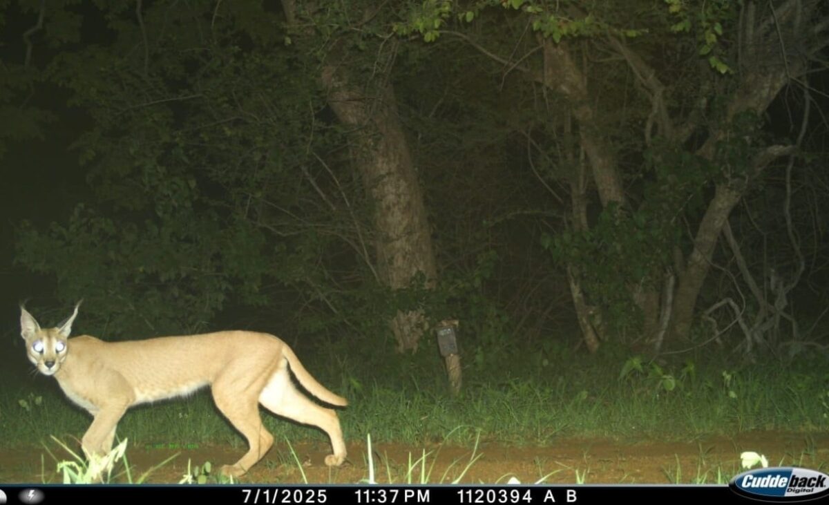 The caracal was photographed three times at the same location in Gandhi Sagar Wildlife Sanctuary, at 2:35 am, 10:05 pm, and again between 11:38 and 11:39 pm. Image courtesy- MP Forest Department.