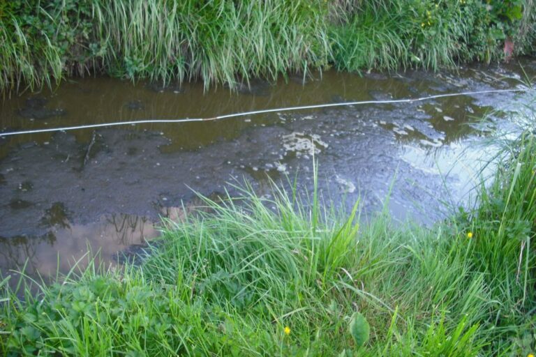 Dairy wastewater seeps into a water body. Improper disposal can lead to such contamination of groundwater or water bodies, where they could become breeding grounds for flies and mosquitoes carrying malaria and other diseases. One commonly used, cost effective and sustainable method for treating dairy wastewater is constructed wetlands. Representative image by Mok.monster via Wikimedia Commons (CC BY-SA 4.0).