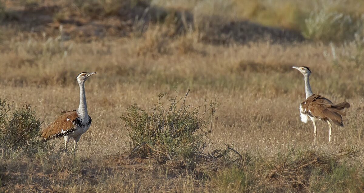 Great Indian bustards in Desert National Park, Rajasthan. The Bishnoi community has gone to great lengths to protect this species for decades. In 1978, when an Arab prince visited the Thar to hunt bustards, the Bishnois protested outside the governor’s house in Jaipur and leading the court to order an immediate two-week ban on hunting. Image by SVKMBFLY via Wikimedia Commons (CC BY-SA 4.0).