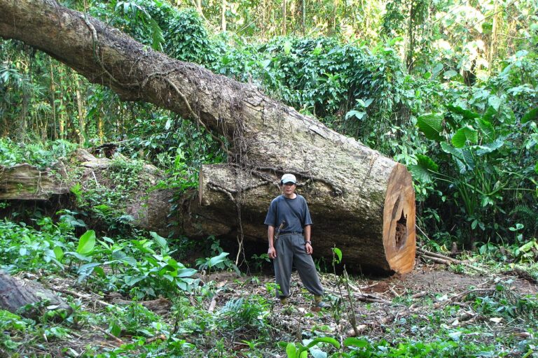 An 2010 image from Tengapani Reserve Project in Arunachal Pradesh. Image by Rohit Naniwadekar via Wikimedia Commons (CC BY-SA 4.0). 