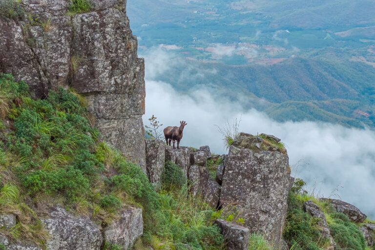 The Nilgiri tahr, endemic to the Western Ghats. Image © Sandesh Kadur/Felis Images.
