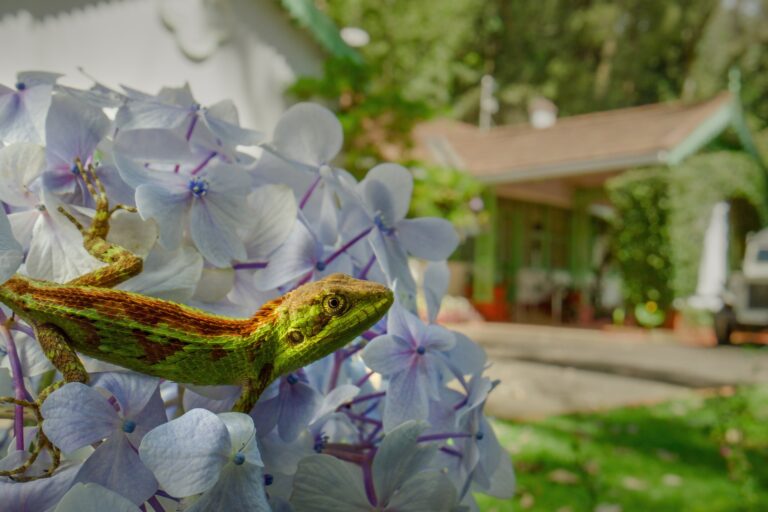 The Nilgiri Salea (Salea horsfieldii) is endemic to the Nilgiris. Image © Sandesh Kadur/Felis Images.