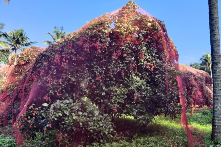 A netted rambutan tree in Thomas Cherian's farm in Kottayam. Traders, mostly from Tamil Nadu, net, harvest and transport rambutan from the farms in central Kerala. Image courtesy of Thomas Cherian.