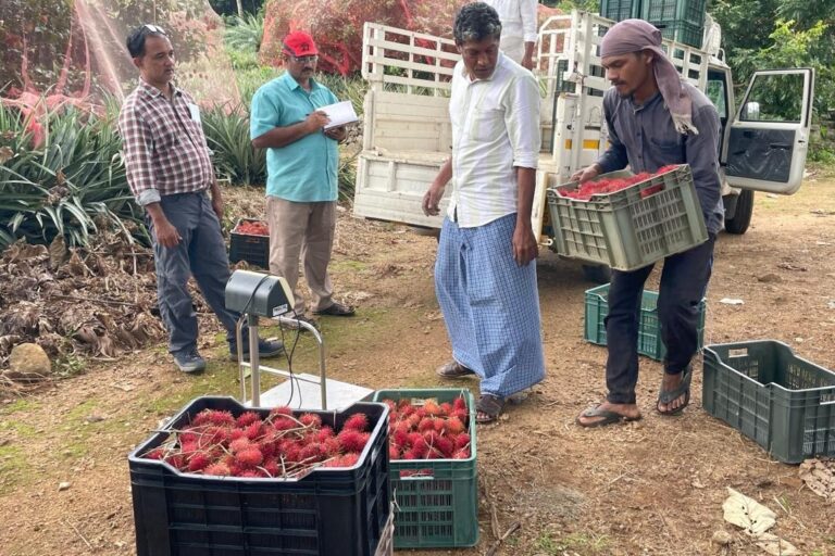 Thomas Karippaparambil Cherian (extreme left) grows rambutan in a small part of his rubber farm. From cultivation to storage and sales, exotic fruit farmers in Kerala are learning through trial and error. Image courtesy of Thomas Cherian.