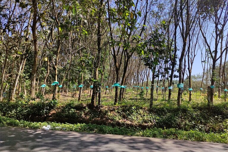 Rubber trees in Adoor, Kerala. Rubber is the second most cultivated crop in the state. However, farmers in the central Kerala rubber belt are abandoning the crop, and switching to exotic fruit trees that are reportedly bringing in far higher profits. Image by Vis M via Wikimedia Commons (CC BY-SA 4.0).