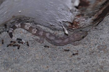 Dravidogecko coonoor. Image by Rishi Kesavan.