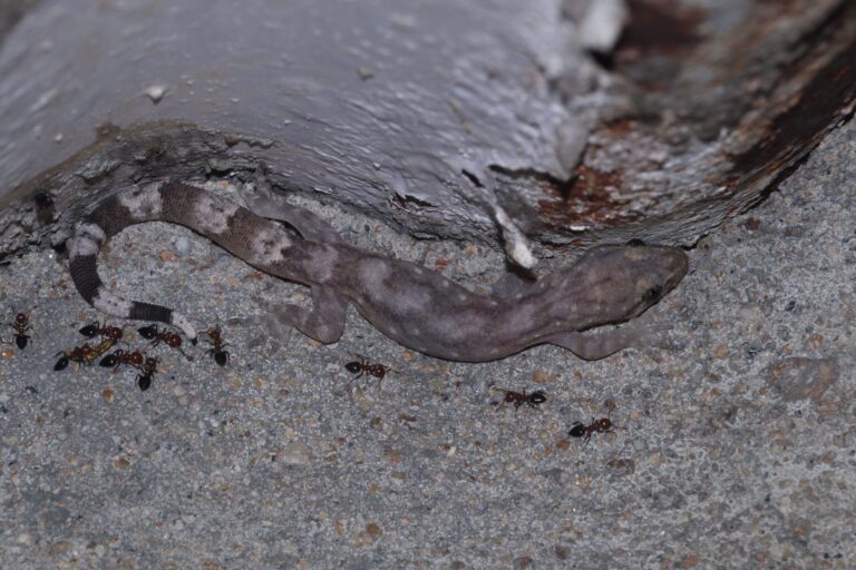 Dravidogecko coonoor. Image by Rishi Kesavan.