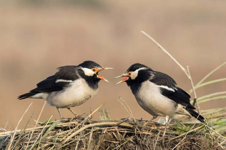 Asian pied starlings in Sali, Uttar Pradesh. At the 38th IEC in 2025, 171 authors drawn from 39 institutions will engage on the topic of ethology, having studied the behaviour of various animals and birds including starlings. Image by Charles J. Sharp via Wikimedia Commons (CC BY-SA 4.0).