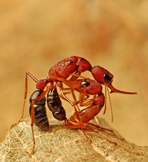 A worker Harpegnathos saltator ant (Indian jumping ant) engages in a fight with the queen of a rival colony. Image by Kalyan Varma via Wikimedia Commons (Public Domain).