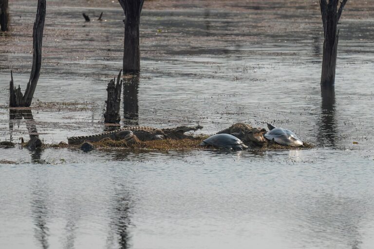 Crocodiles and Indian softshell turtles in Ranthambore National Park. Image by Giles Laurent via Wikimedia Commons (CC BY-SA 4.0).