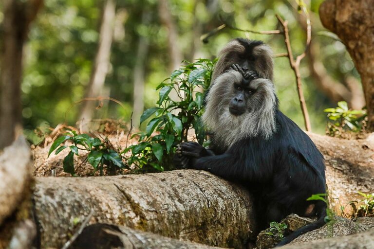 A pair of lion-tailed macaques engage in allogrooming. Image by UdayKiran28 via Wikimedia Commons (CC BY-SA 4.0).