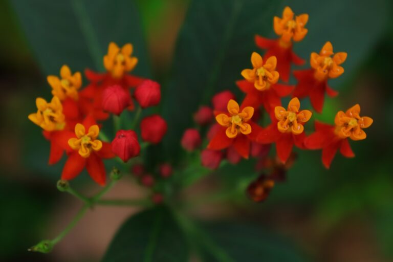 Flowers of the milkweek plant in Tamil Nadu. Milkweek butterflies are named after their preference for these host plants, which belong to the family Asclepiadaceae. Image by Sathya K Selvam via Wikimedia Commons (CC BY-SA 4.0).