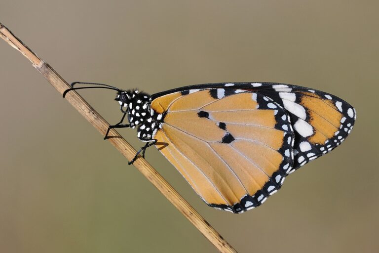 Danaus chrysippus, one of the several species one can spot migrating before and after the monsoon across the Ghats in southern India. Image by Zeynel Cebeci via Wikimedia Commons (CC BY-SA 4.0).
