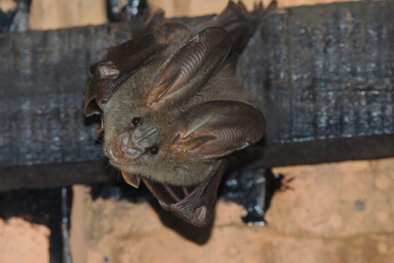 Balakrishnan led research that showed loud calling male crickets and silent females were predated on equally by lesser false vampire bats, while studies in other parts of the world suggest that the crickets evolved shorter, vibrational calls. Image by Kasturi Saha.