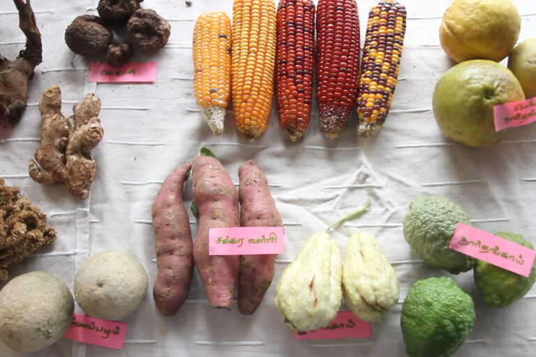 Tubers on display at the Nilgiris Earth Festival. Image by Anokha Venugopal/Keystone Foundation.