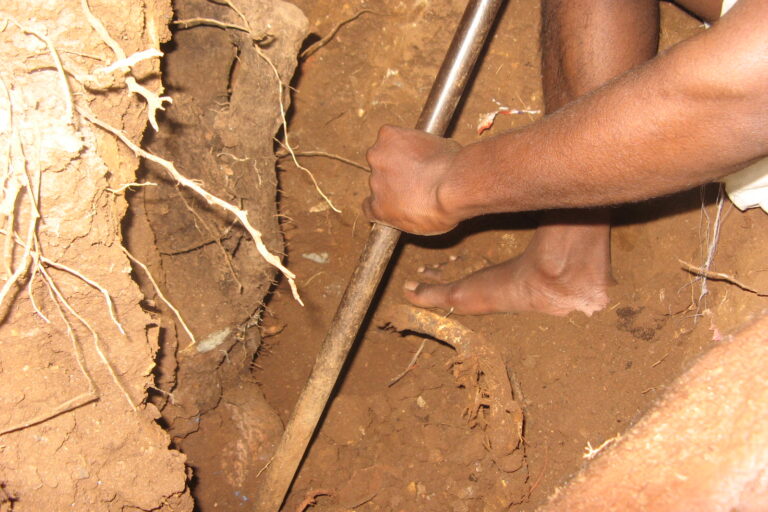 Digging for tubers. Rami Amma, a resident of Semmanarai, recalls that in the olden days, a tool called a vasi was whittled from sturdy forest trees to dig up tubers. However, these have been replaced by iron rods over time. Image courtesy of Keystone Foundation.