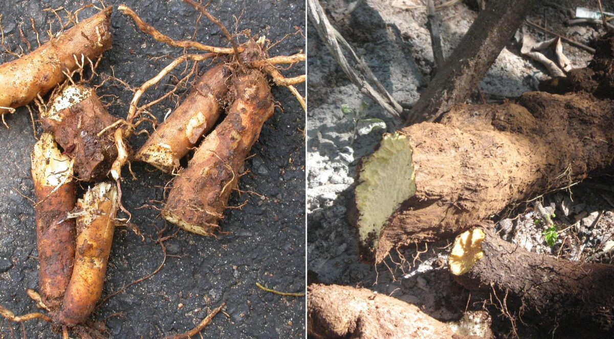 Tubers such as Reya Kangu (left) and Nure Kangu (right) are available during the non-farming months from November to April, and help ensure dietary continuity when millets are scarce. Images courtesy of Keystone Foundation.
