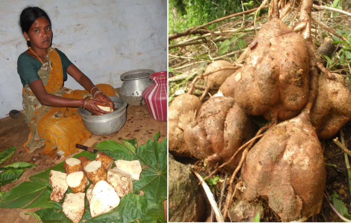 A woman cleans harvested tubers. Many tubers are classified under the genus Dioscorea, like Dioscorea alata (right). Images courtesy of Keystone Foundtion.