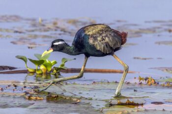 A bronze-winged jacana in Vembanad lake. Estimates say the lake is home to some 20,000 water fowls, otters and various varieties of fish. Image by Charles J. Sharp via Wikimedia Commons (CC BY-SA 4.0).